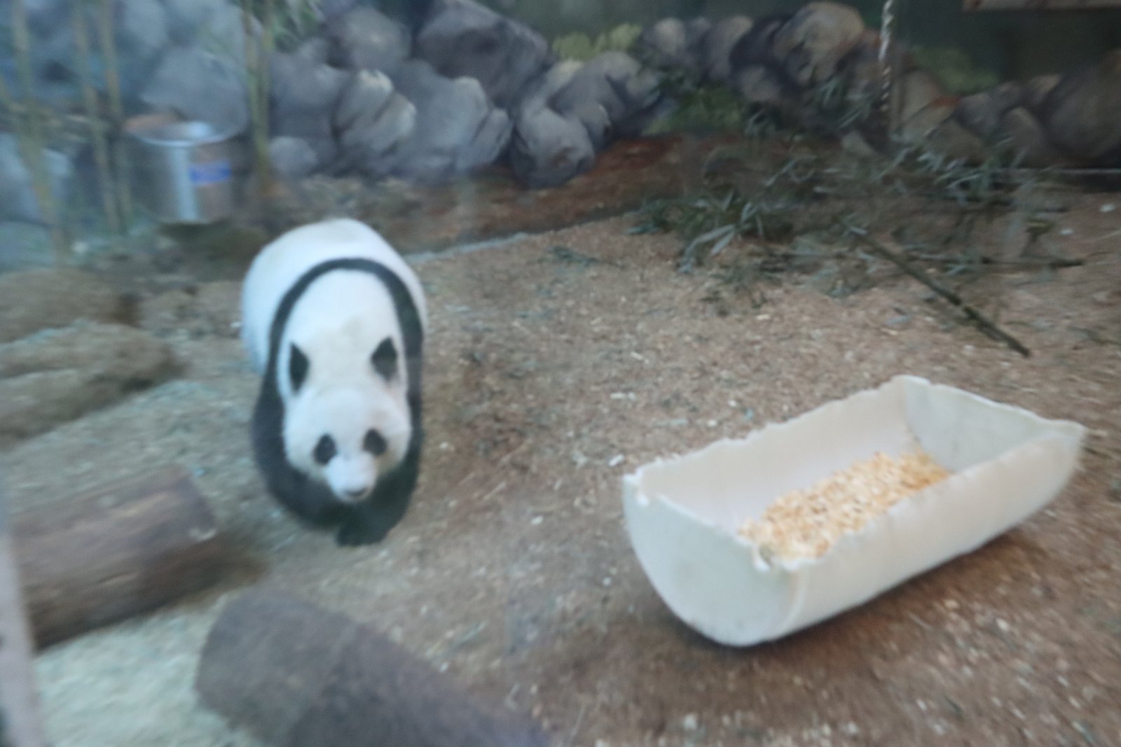 zoo-atlanta-giant panda
