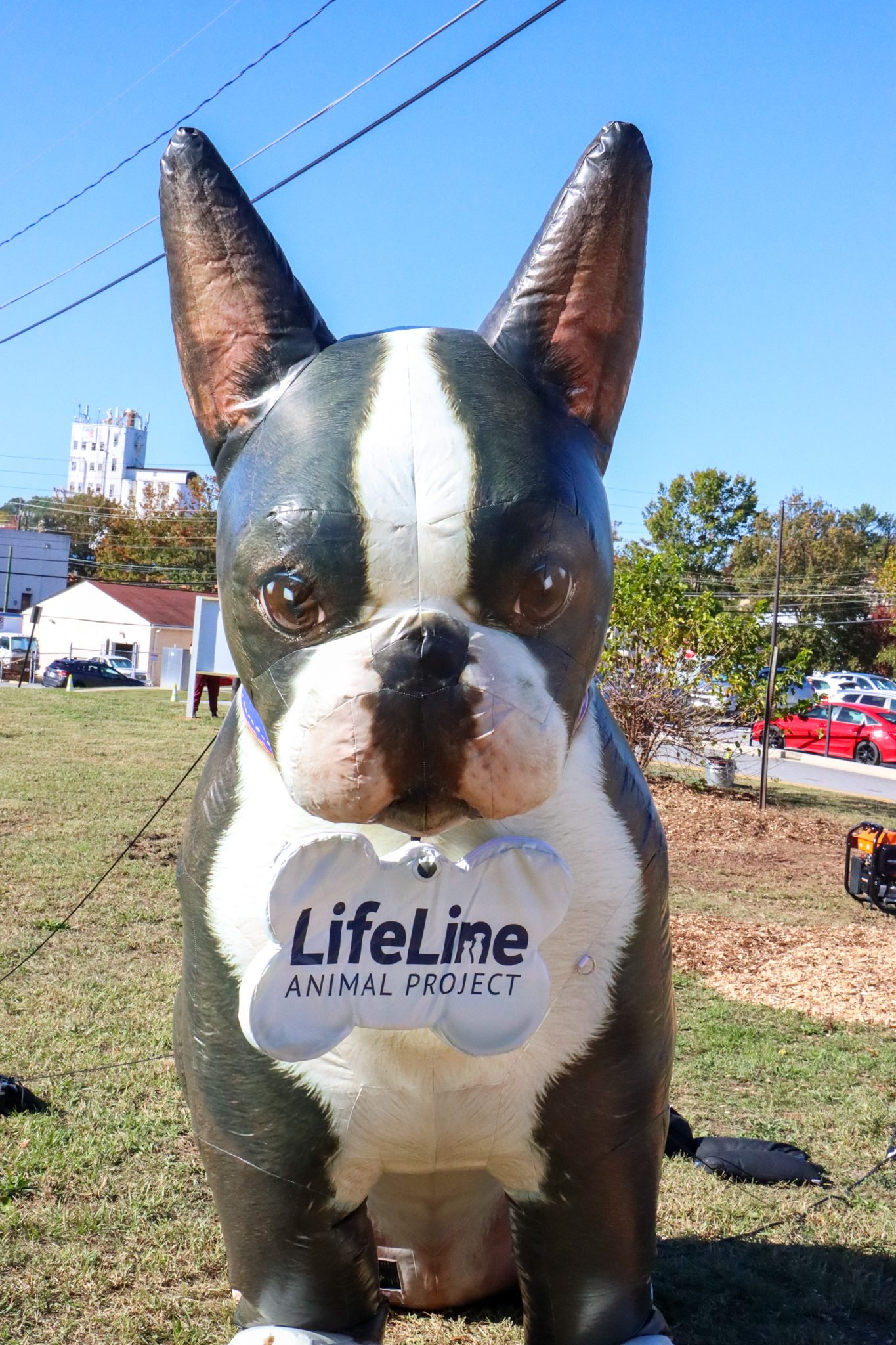 DeKalb Leaders to Highlight Animal Welfare Progress at “State of DeKalb Animals” Address