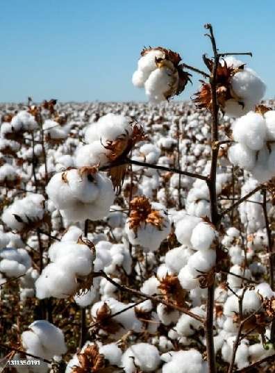 National Black Farmers Association Sets Course for 2025 Birmingham Conference