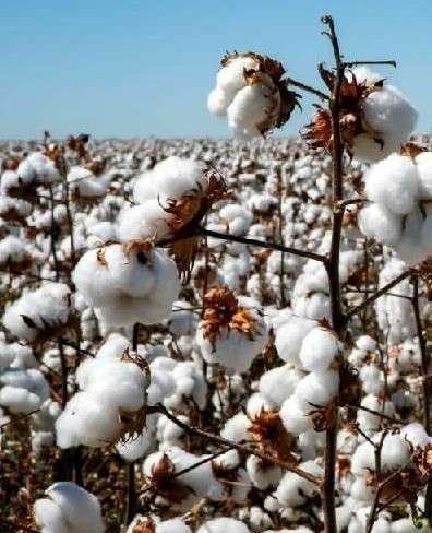 Farm Credit Mid-America Opens 2026 Scholarship Applications for Future Agriculture Leaders