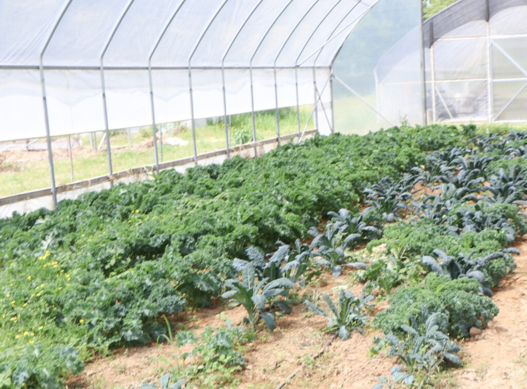 When the Seasons Stop Making Sense: Climate Change Is Rewriting the Rules for Black Farmers 3 Foot Print Farms